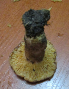 Гриб из Санкт-Петербург