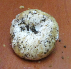 Гриб из Санкт-Петербург