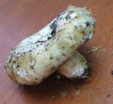 Гриб из Санкт-Петербург