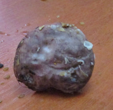 Гриб из Санкт-Петербург