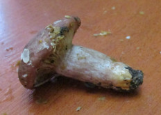 Гриб из Санкт-Петербург