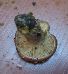 Гриб из Санкт-Петербург