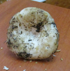 Гриб из Санкт-Петербург