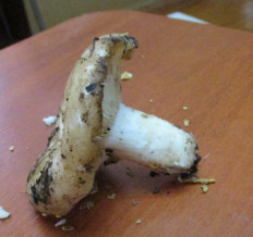 Гриб из Санкт-Петербург