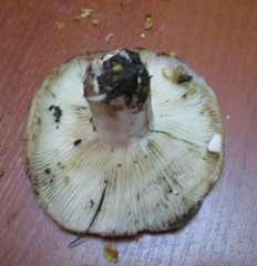 Гриб из Санкт-Петербург