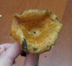 Гриб из Санкт-Петербург