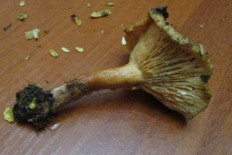 Гриб из Санкт-Петербург