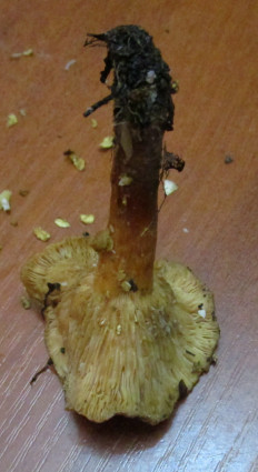 Гриб из Санкт-Петербург