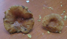 Гриб из Санкт-Петербург