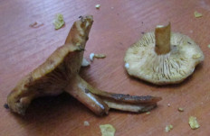 Гриб из Санкт-Петербург