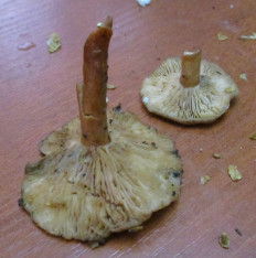 Гриб из Санкт-Петербург