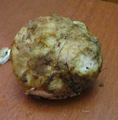 Гриб из Санкт-Петербург