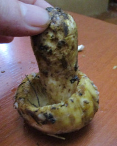 Гриб из Санкт-Петербург