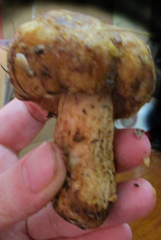 Гриб из Санкт-Петербург