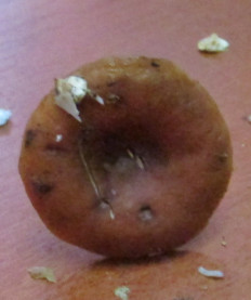 Гриб из Санкт-Петербург