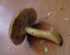 Гриб из Санкт-Петербург