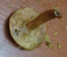 Гриб из Санкт-Петербург