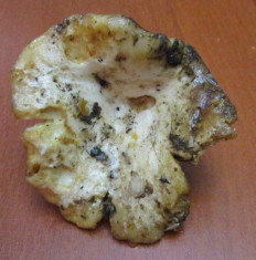 Гриб из Санкт-Петербург