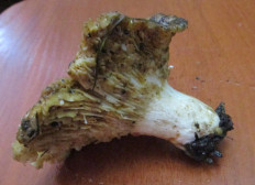 Гриб из Санкт-Петербург