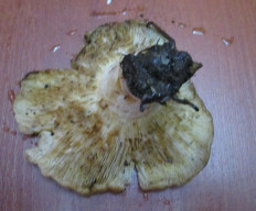 Гриб из Санкт-Петербург