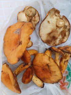 Гриб из Южа