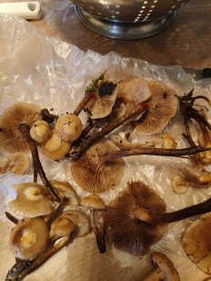 Гриб из СПб