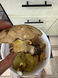 Гриб из Набережные Челны