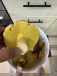 Гриб из Набережные Челны