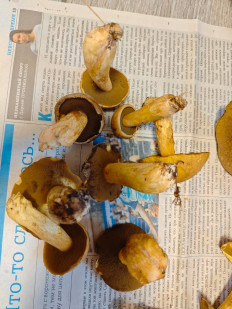 Маслёнок желто-бурый