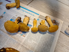 Маслёнок желто-бурый