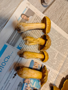 Маслёнок желто-бурый