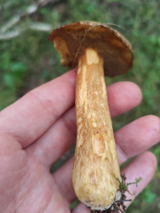 Маслёнок желто-бурый