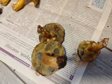 Польский гриб