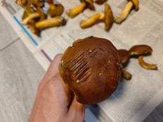 Польский гриб