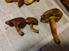 Польский гриб