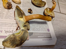 Польский гриб