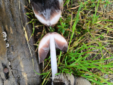 Навозник серый