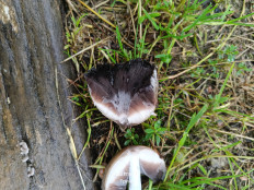 Навозник серый