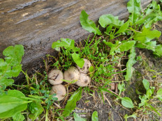 Навозник серый