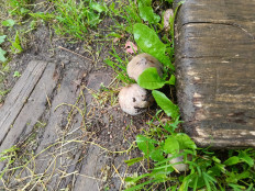 Навозник серый