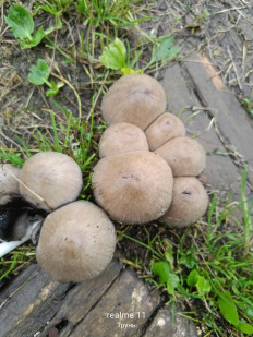 Навозник серый