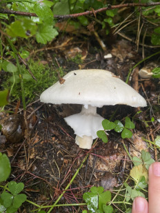 Гриб из Москва