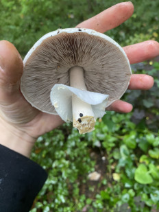 Гриб из Москва