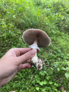 Гриб из Москва