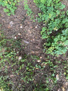 Гриб из Москва