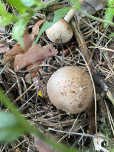 Гриб из Москва