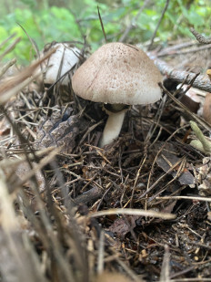 Гриб из Москва