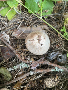 Гриб из Москва