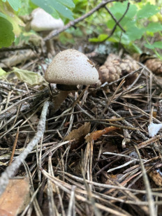 Гриб из Москва