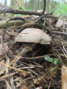 Гриб из Москва